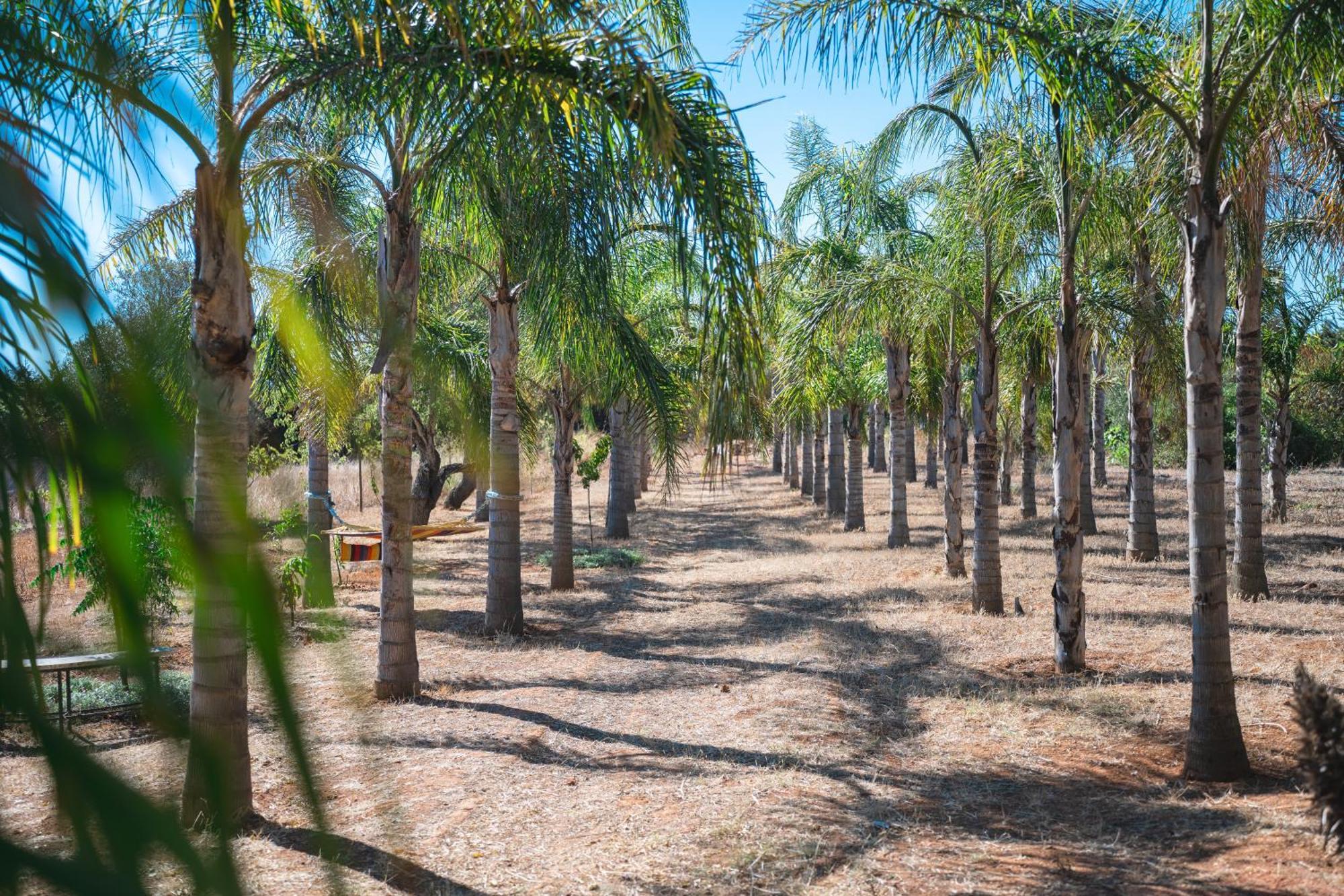 Palm View Guesthouse, Adults Only Luz Exterior foto